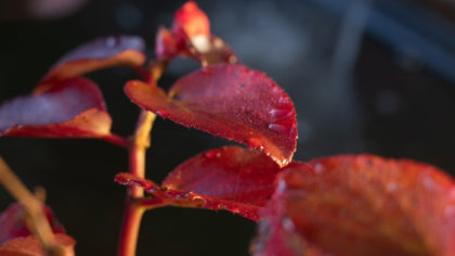 Comment préparer son jardin en automne en Haute-Savoie : nos conseils pour un hiver serein