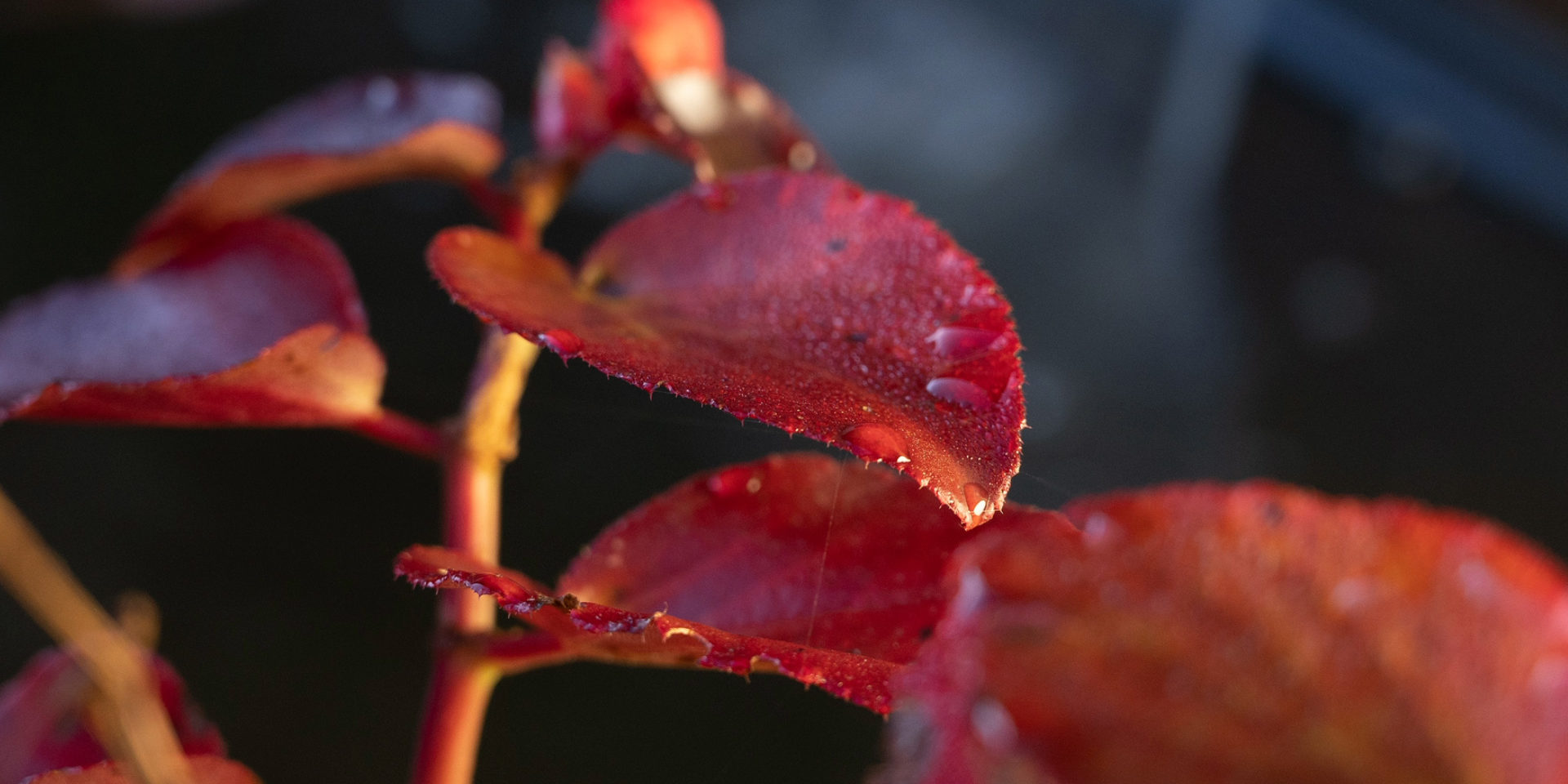 Comment préparer son jardin en automne en Haute-Savoie : nos conseils pour un hiver serein