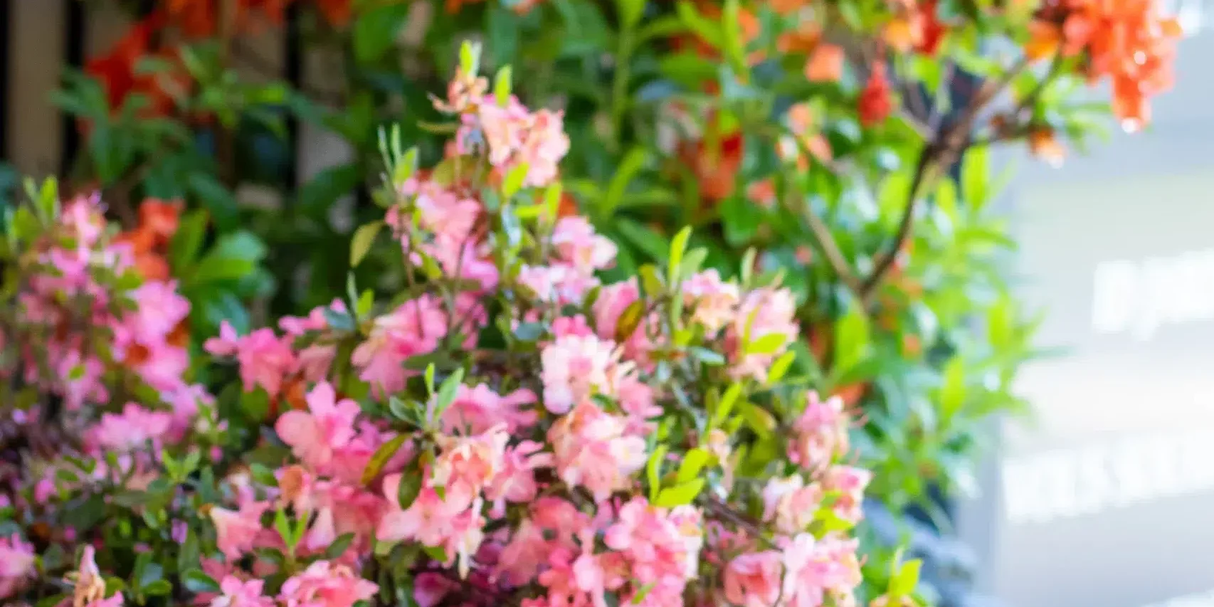 choisir-plantes-adaptees-haute-savoie-idjardins-paysagiste (4) choisir-plantes-adaptees-haute-savoie-idjardins-paysagiste (4)