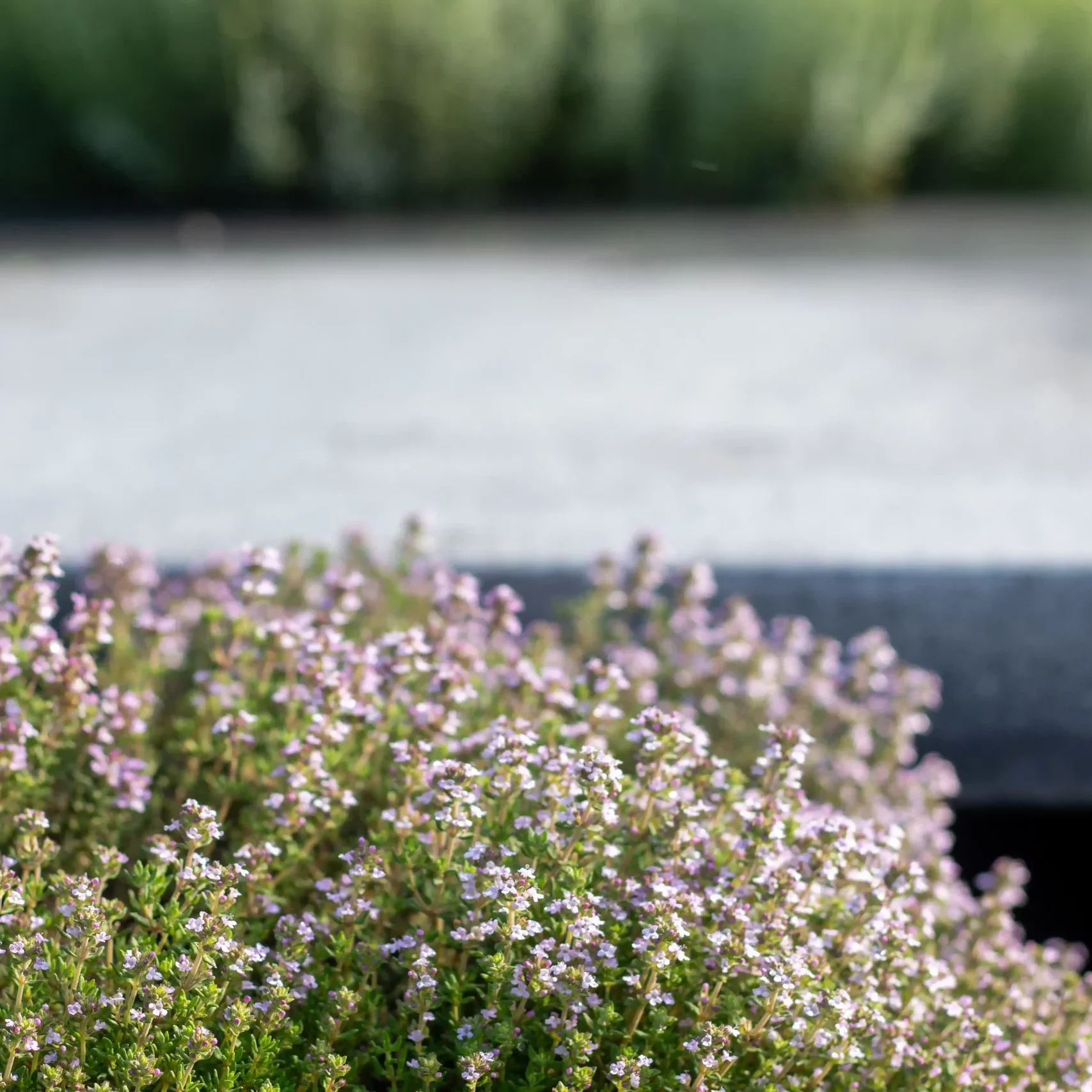 choisir-plantes-adaptees-haute-savoie-idjardins-paysagiste (6) choisir-plantes-adaptees-haute-savoie-idjardins-paysagiste (6)