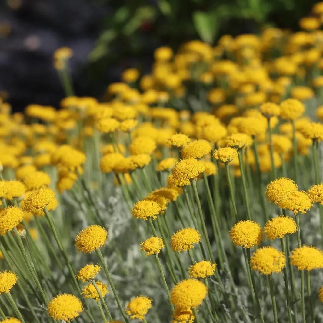 choisir-plantes-adaptees-haute-savoie-idjardins-paysagiste (8) choisir-plantes-adaptees-haute-savoie-idjardins-paysagiste (8)