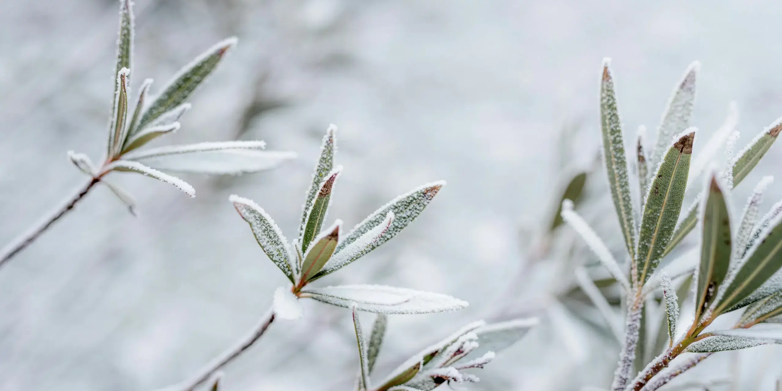 jardin-en-hiver-plantes-neige-froid-zoom-paysagiste-idjardins-photo-unsplash-lauraadai_11zon jardin-en-hiver-plantes-neige-froid-zoom-paysagiste-idjardins-photo-unsplash-lauraadai_11zon